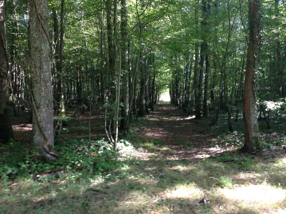 Bois de la Garenne Forêt en Loir-et-Cher