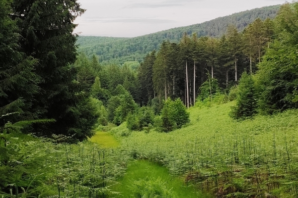 Foret de 210 hectares à vendre dans le Bas-Rhin&copy; Godefroy Grassin - Forêt Patrimoine
