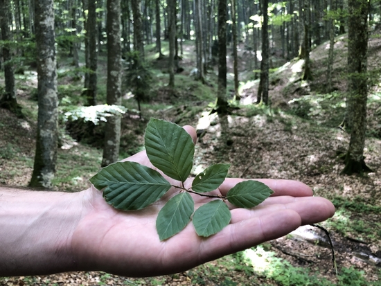 Des arbres, des bois et des forêts : le patrimoine vert du