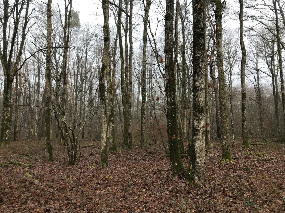 Forêt mixte de 3 ha dans la Loire