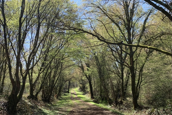 Forêt des Blétonnées, 23 ha à vendre dans l'Ain&copy; Benoit Loiseau - Forêt Patrimoine