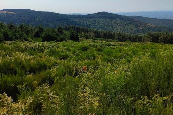 Forêt de Sabarthès, 55 ha à vendre dans l'Aude entre Castres et Carcassonne&copy; Forêt Patrimoine
