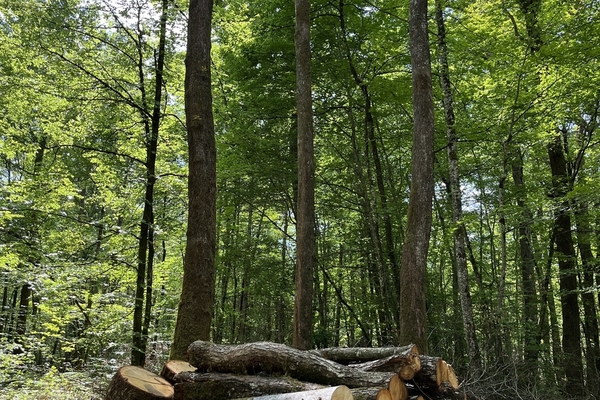 Bois de la Bouchoise, de l'Hopiteau et de l'étang, 75 hectares de forêts à vendre dans l'Yonne&copy; Julien Terrier - Forêt Patrimoine