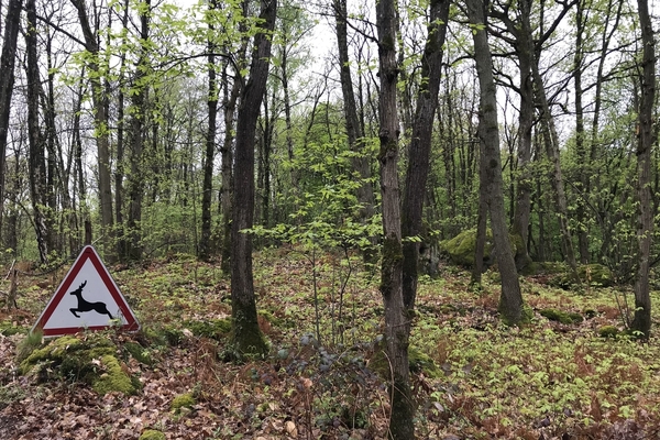 Bois de Baulne, 48 hectares de forêt à vendre en Essonne&copy; Julien terrier - Forêt Patrimoine