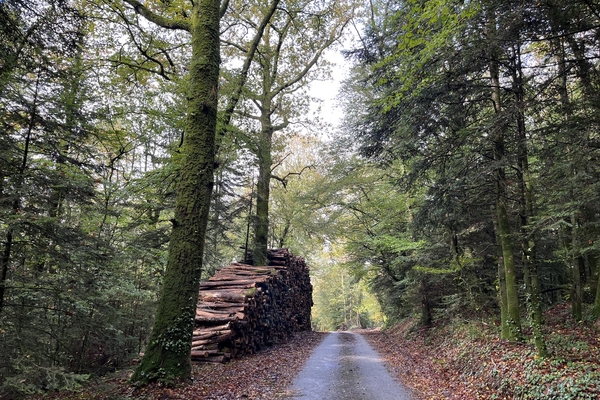 Bois de la Forest, 57 ha de forêts à vendre dans le Morbihan&copy; Forêt Patrimoine - Julien Terrier