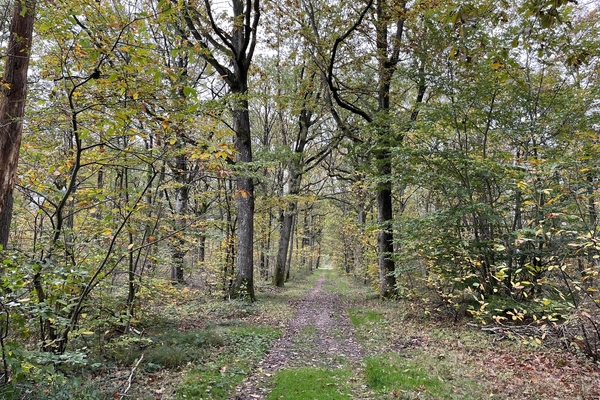 Forêt des Buttes noires, 135 ha entre les Yvelines et l'Eure&copy; Julien Terrier - Forêt Patrimoine