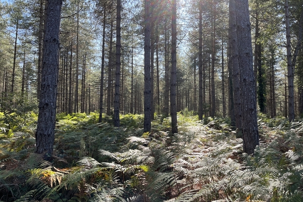Forêt de Coulaine, 450 ha de forêt à vendre dans la Sarthe&copy; Julien Terrier - Forêt Patrimoine