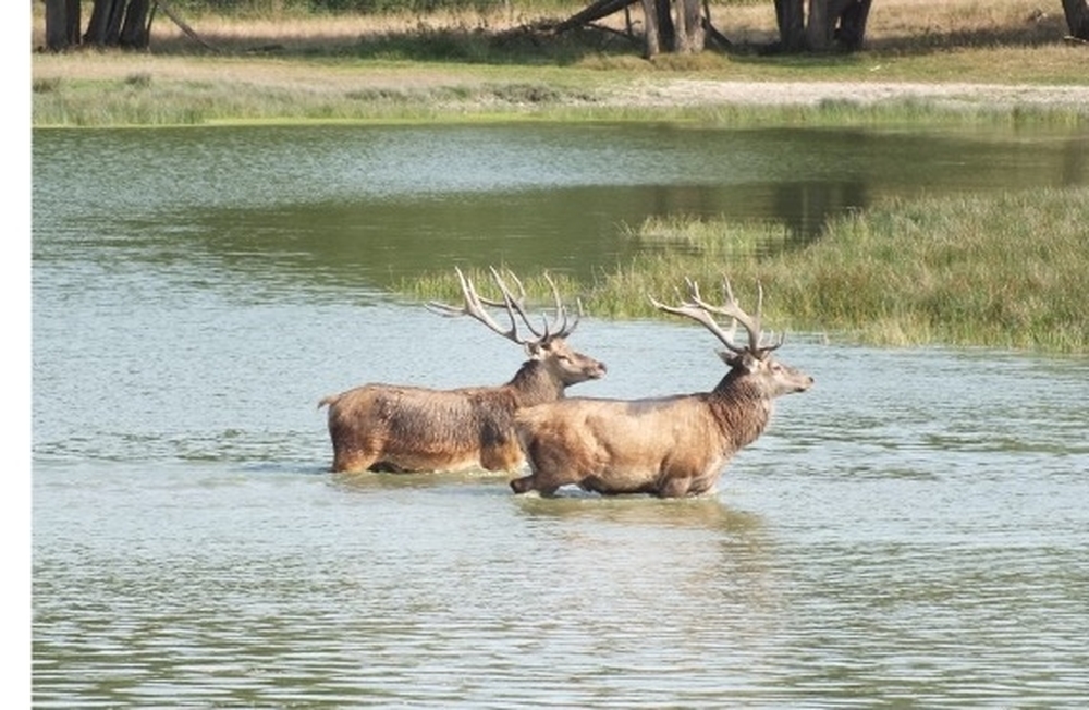 Forêt de Perrigny, 1742 ha de forêts à vendre dans l'Yonne et la cote d'Or
© Benoit Loiseau et Julien Terrier - Forêt Patrimoine Forêt de Perrigny, 1742 ha de forêts à vendre dans l'Yonne et la cote d'Or
© Benoit Loiseau et Julien Terrier - Forêt Patrimoine