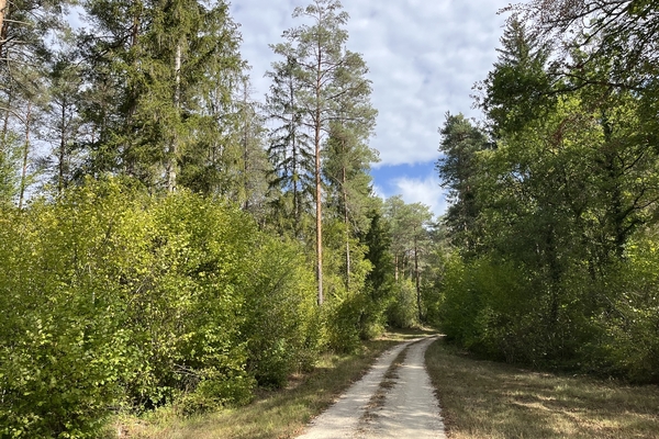 Forêt de Perrigny, 1742 ha de forêts à vendre dans l'Yonne et la cote d'Or&copy; Benoit Loiseau et Julien Terrier - Forêt Patrimoine