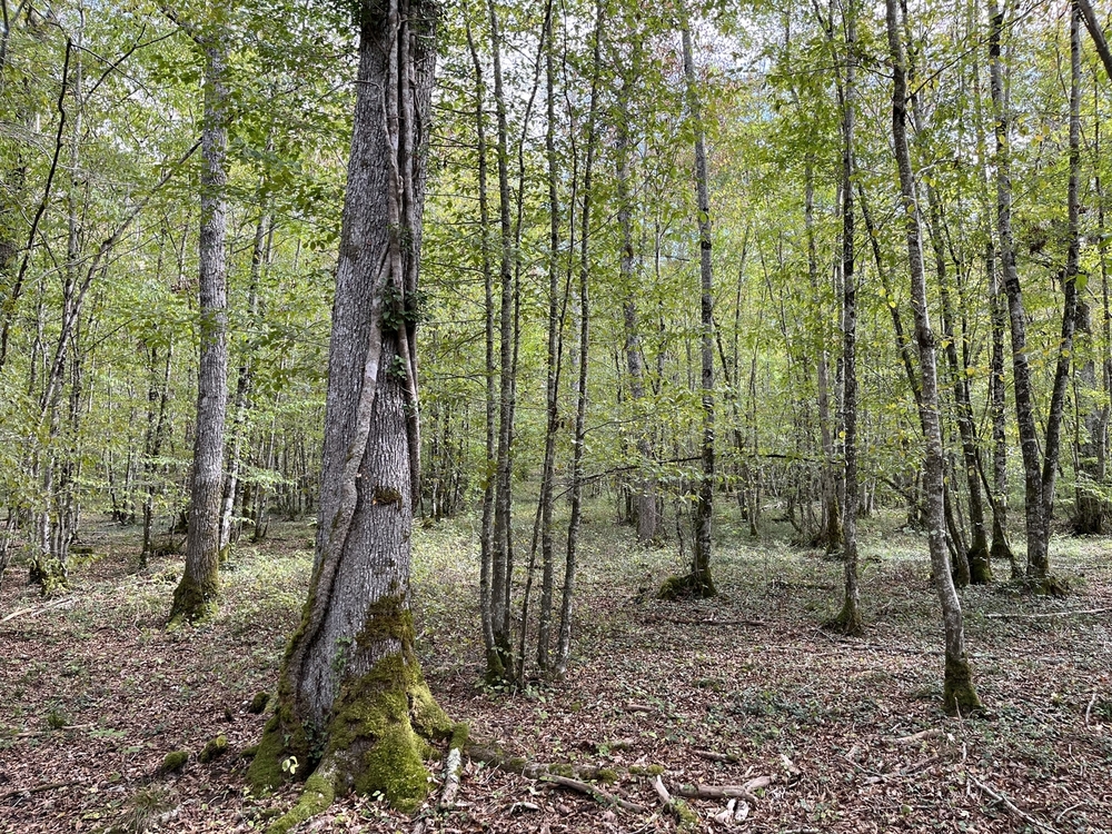 Forêt de Perrigny, 1742 ha de forêts à vendre dans l'Yonne et la cote d'Or
© Benoit Loiseau et Julien Terrier - Forêt Patrimoine Forêt de Perrigny, 1742 ha de forêts à vendre dans l'Yonne et la cote d'Or
© Benoit Loiseau et Julien Terrier - Forêt Patrimoine