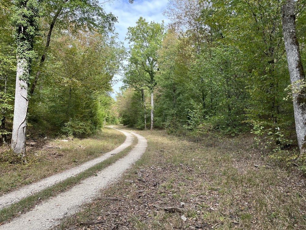 Forêt de Perrigny, 1742 ha de forêts à vendre dans l'Yonne et la cote d'Or
© Benoit Loiseau et Julien Terrier - Forêt Patrimoine Forêt de Perrigny, 1742 ha de forêts à vendre dans l'Yonne et la cote d'Or
© Benoit Loiseau et Julien Terrier - Forêt Patrimoine