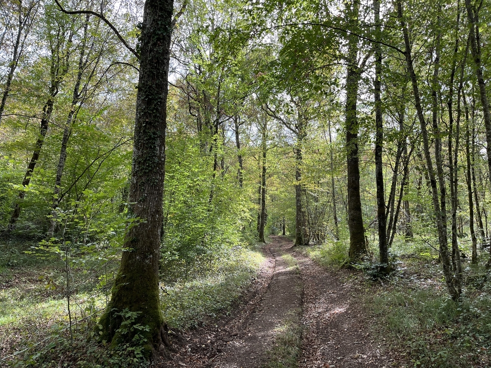 Forêt de Perrigny, 1742 ha de forêts à vendre dans l'Yonne et la cote d'Or
© Benoit Loiseau et Julien Terrier - Forêt Patrimoine Forêt de Perrigny, 1742 ha de forêts à vendre dans l'Yonne et la cote d'Or
© Benoit Loiseau et Julien Terrier - Forêt Patrimoine