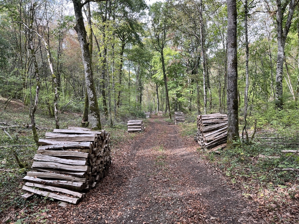 Forêt de Perrigny, 1742 ha de forêts à vendre dans l'Yonne et la cote d'Or
© Benoit Loiseau et Julien Terrier - Forêt Patrimoine Forêt de Perrigny, 1742 ha de forêts à vendre dans l'Yonne et la cote d'Or
© Benoit Loiseau et Julien Terrier - Forêt Patrimoine