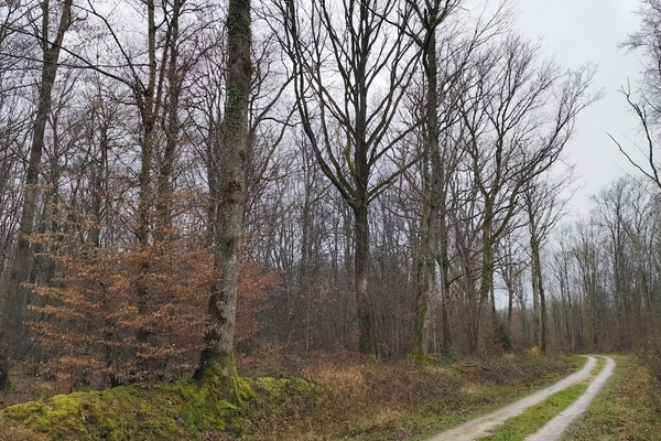Forets à vendre dans l'Yonne et la Nievre&copy; Godefroy Grassin - Forêt Patrimoine