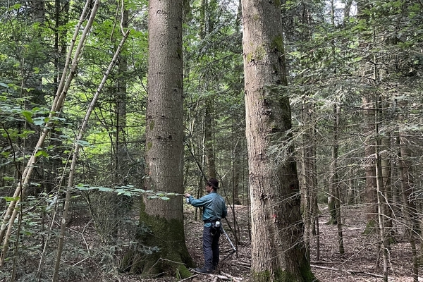 Bois de la Thiboudière à vendre dans l'Orne&copy; Julien Terrier - Foret Patrimoine