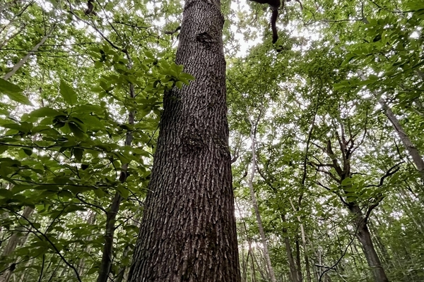 Bois d'Hannecourt et des Bouleaux, 110 ha de forêt à vendre dans les Yvelines&copy; Forêt Patrimoine