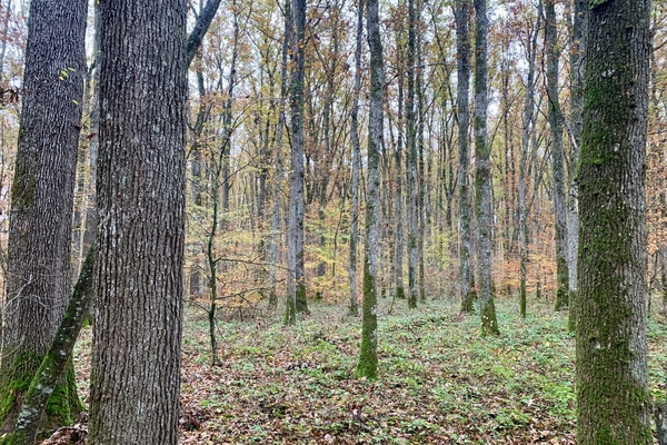 Forêt de Saint Léon. 42 hectares de forêt à vendre dans l'Allier&copy; Julien Terrier - Forêt Patrimoine