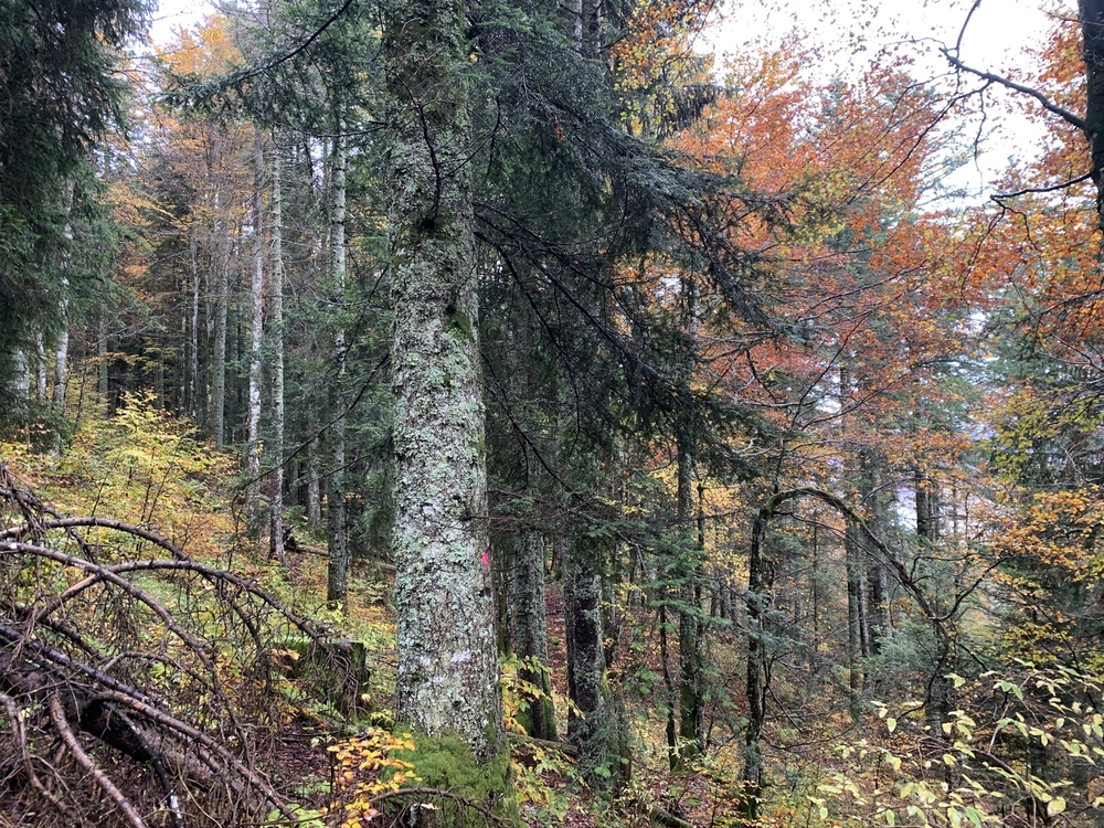 Forêt de Petit-Serre, 59 hectares dans l'Ain
© Forêt Patrimoine Forêt de Petit-Serre, 59 hectares dans l'Ain
© Forêt Patrimoine