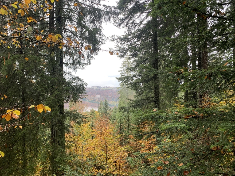 Forêt de Petit-Serre, 59 hectares dans l'Ain
© Forêt Patrimoine Forêt de Petit-Serre, 59 hectares dans l'Ain
© Forêt Patrimoine