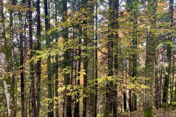 Forêt de Petit-Serre, 59 ha proche de la Suisse&copy; Maxime Carrier-Legaré / Foreêt Patrimoine