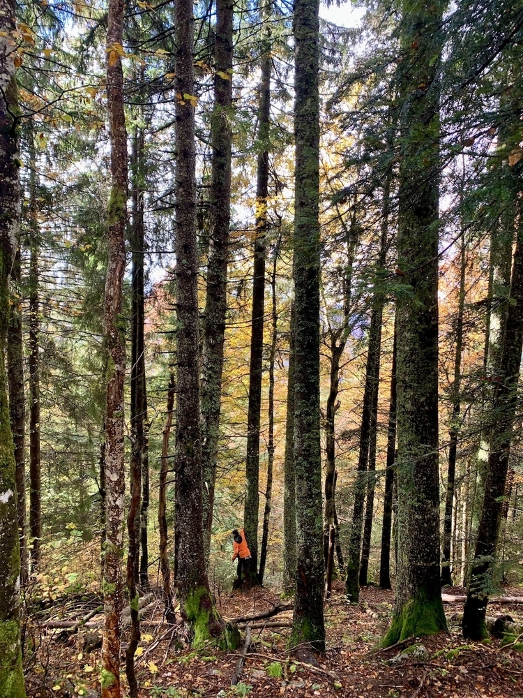 Foret de Petit-Serre, 59 hectares proche de la Suisse
© Maxime Carrier-Legaré - Forêt Patrimoine Foret de Petit-Serre, 59 hectares proche de la Suisse
© Maxime Carrier-Legaré - Forêt Patrimoine