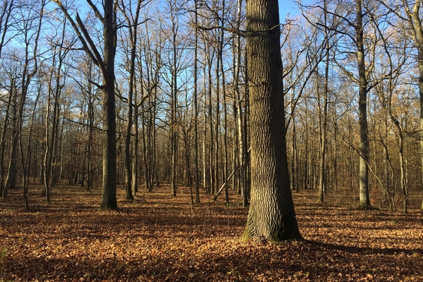 Bois des Sables, 59 hectares de forêt près d'Ermenonville&copy; Forêt Patrimoine