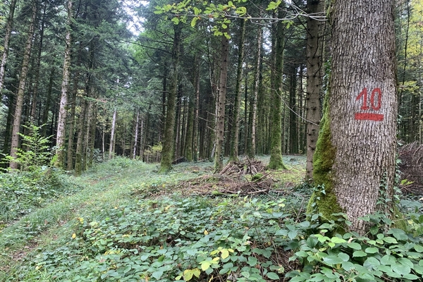Foret de Chateau-Chalon, 11à ha a vendre dans le Jura&copy; Maxime Carrier-Legaré - Forêt Patrimoine