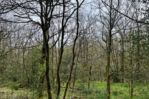 Bois de la Blandinière Forêt à vendre dans les Deux-Sèvres&copy; Forêt Patrimoine