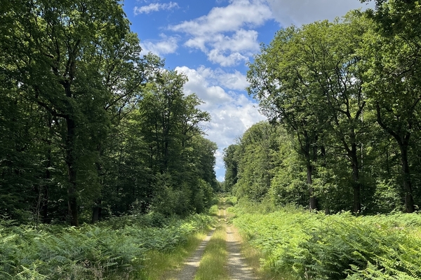 Forêt de la Flotte, 90 ha dans la Sarthe&copy; Julien Terrier - Forêt Patrimoine