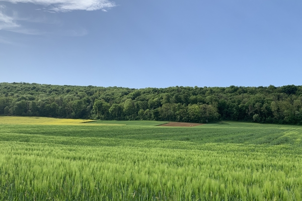 Bois de la Côte, 56 hectares de forêt à vendre en Haute Saone&copy; Godefroy Grassin - Forêt Patrimoine
