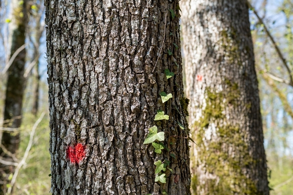 Bois du Val Vellut, forêt de 22 hectares dans l'Aube&copy; Maxime Carrier-Legaré - Forêt Patrimoine