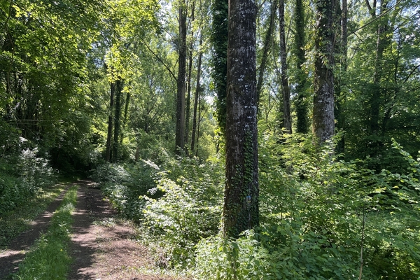 Forêt de la Volière, 21 ha de forêt à vendre en Indre et Loire&copy; Julien Terrier - Forêt Patrimoine