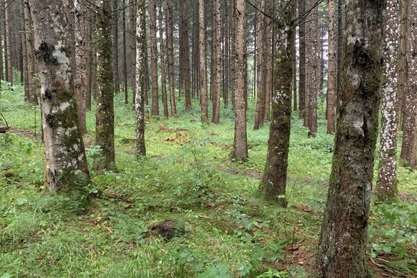 Forêt de 30 ha à vendre dans le Doubs&copy; Forêt Patrimoine - Benoit Loiseau