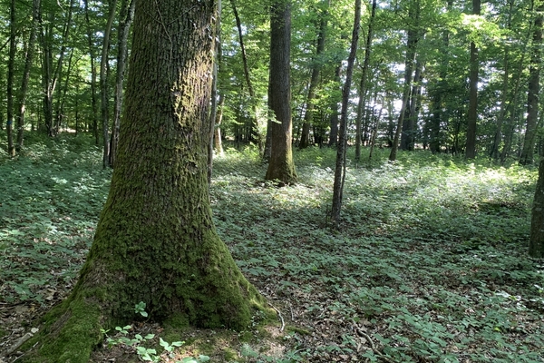 Les Chénaies, 99 hectares de forêts à vendre dans la Nièvre &copy; Benoit Loiseau - Forêt Patrimoine