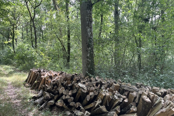Domaine du Chevrier - 60 hectares de forêts à vendre dans le Loiret&copy; Julien Terrier - Forêt Patrimoine