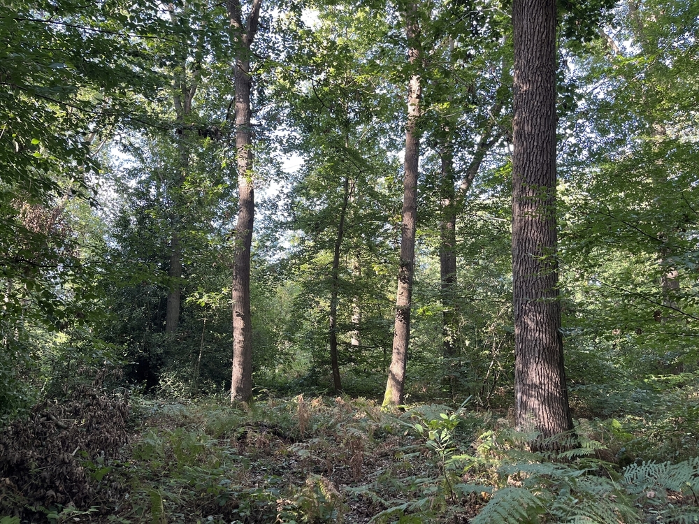 Beau massif forestier à vendre dans l'Eure
© Julien Terrier - Forêt Patrimoine Beau massif forestier à vendre dans l'Eure
© Julien Terrier - Forêt Patrimoine