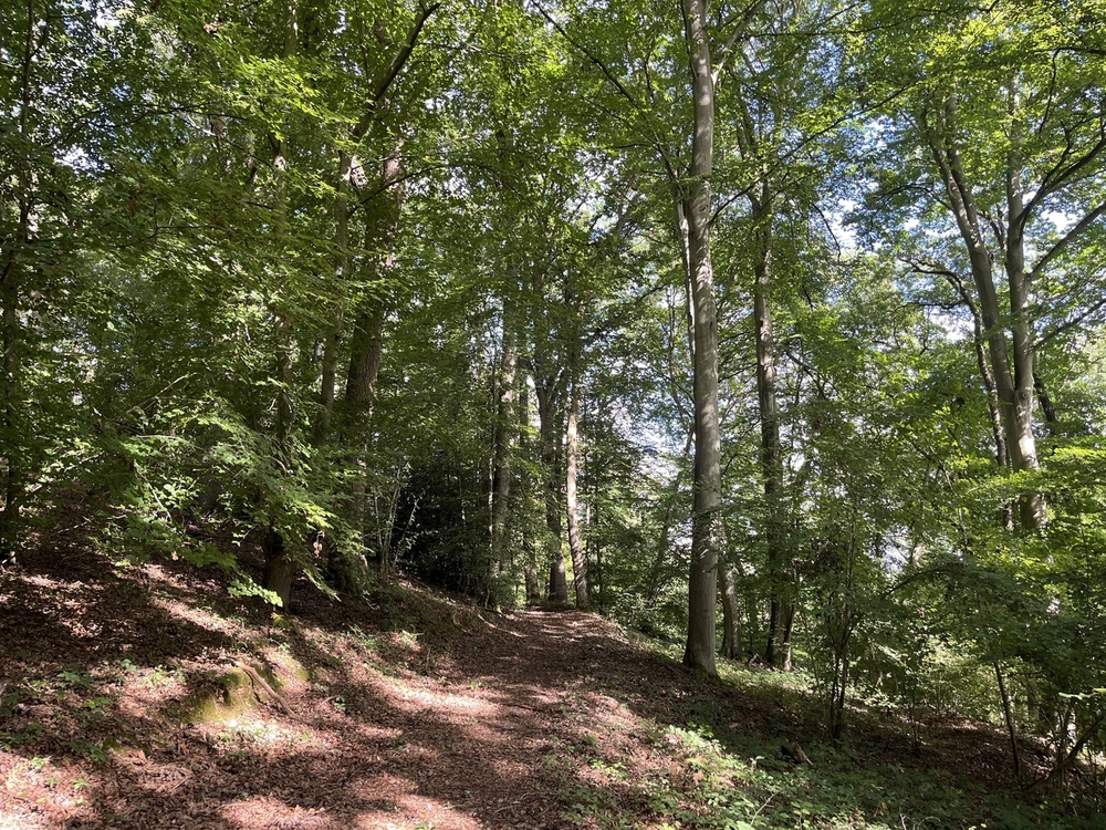 Beau massif forestier à vendre dans l'Eure
© Julien Terrier - Forêt Patrimoine Beau massif forestier à vendre dans l'Eure
© Julien Terrier - Forêt Patrimoine