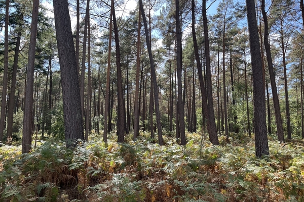 Beau massif forestier à vendre dans l'Eure&copy; Julien Terrier - Forêt Patrimoine