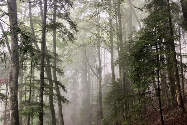 Forêt de la Haute-Doller - 170 hectares à vendre dans le Haut-Rhin&copy; Forêt Patrimoine