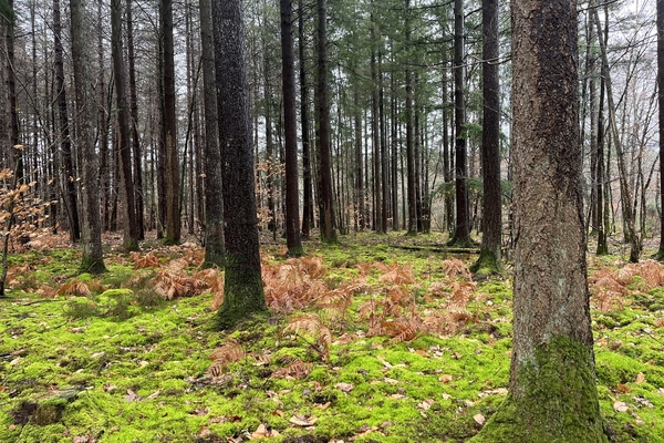 Domaine de Brévignon - 59 hectares de forêt à vendre dans le Loir-et-Cher&copy; Julien Terrier - Forêt Patrimoine