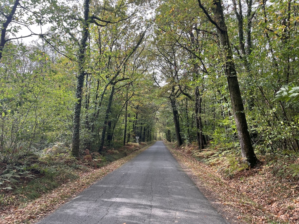 Forêt de la Saisine, 473 ha de forêt à vendre dans les Deux-Sèvres
© Julien Terrier - Forêt Patrimoine Forêt de la Saisine, 473 ha de forêt à vendre dans les Deux-Sèvres
© Julien Terrier - Forêt Patrimoine