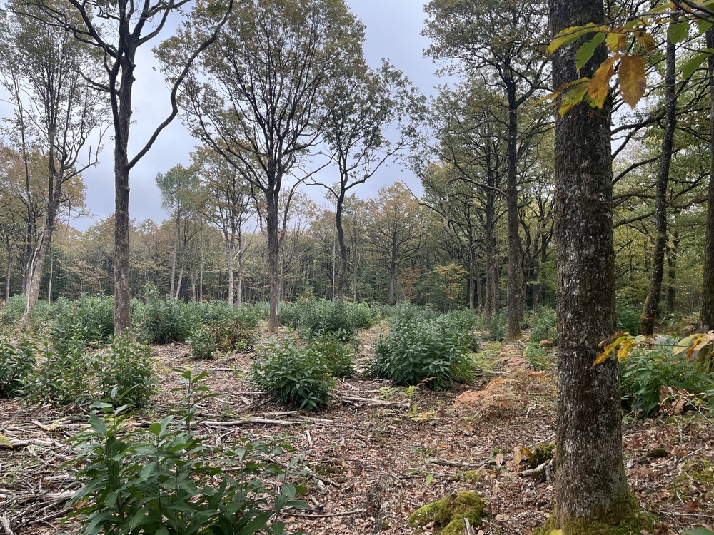 Forêt de la Saisine, 473 ha de forêt à vendre dans les Deux-Sèvres
© Julien Terrier - Forêt Patrimoine Forêt de la Saisine, 473 ha de forêt à vendre dans les Deux-Sèvres
© Julien Terrier - Forêt Patrimoine