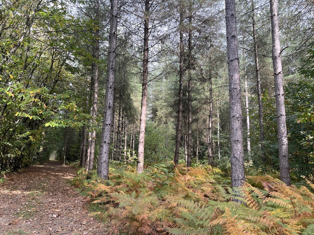 Forêt de la Saisine, 473 ha de forêt à vendre dans les Deux-Sèvres
© Julien Terrier - Forêt Patrimoine Forêt de la Saisine, 473 ha de forêt à vendre dans les Deux-Sèvres
© Julien Terrier - Forêt Patrimoine