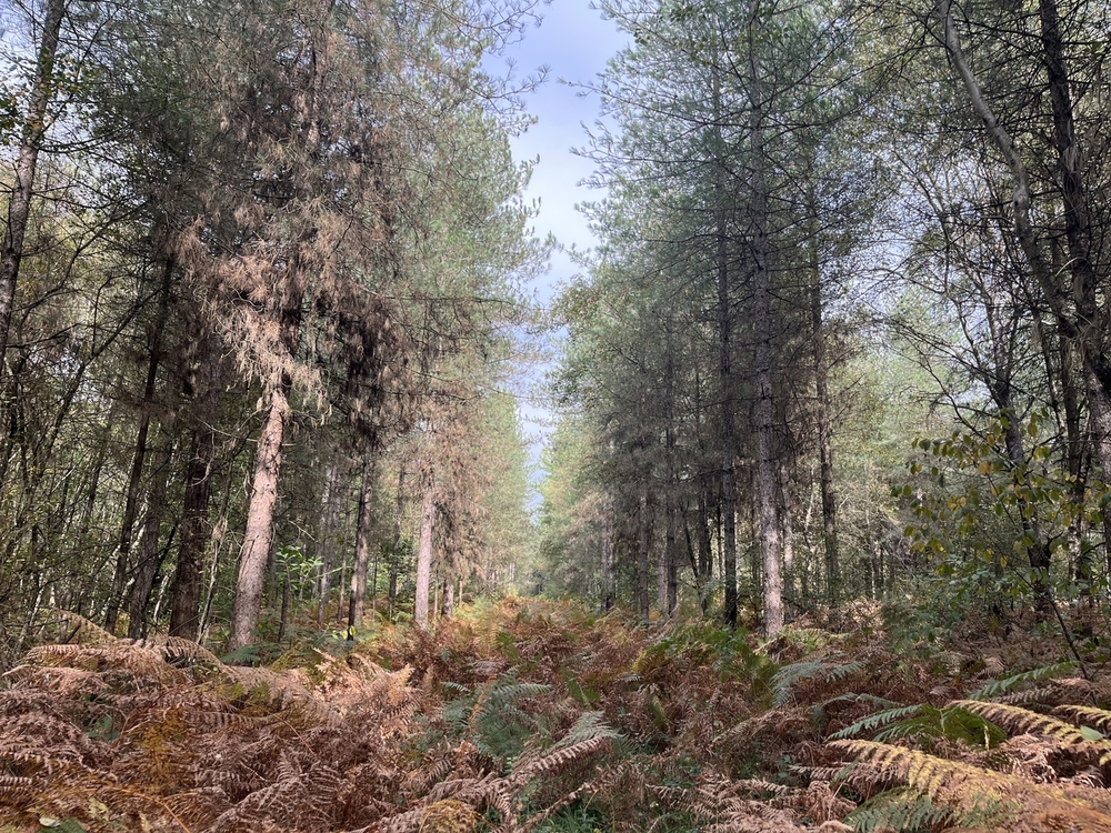Forêt de la Saisine, 473 ha de forêt à vendre dans les Deux-Sèvres
© Julien Terrier - Forêt Patrimoine Forêt de la Saisine, 473 ha de forêt à vendre dans les Deux-Sèvres
© Julien Terrier - Forêt Patrimoine