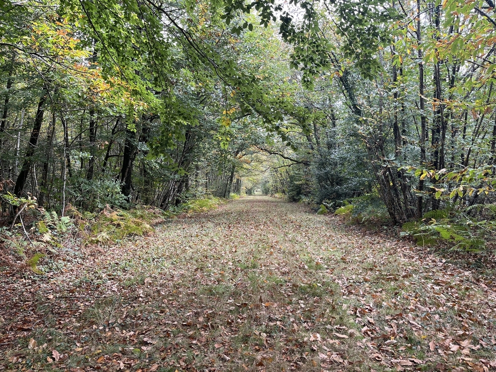Forêt de la Saisine, 473 ha de forêt à vendre dans les Deux-Sèvres
© Julien Terrier - Forêt Patrimoine Forêt de la Saisine, 473 ha de forêt à vendre dans les Deux-Sèvres
© Julien Terrier - Forêt Patrimoine
