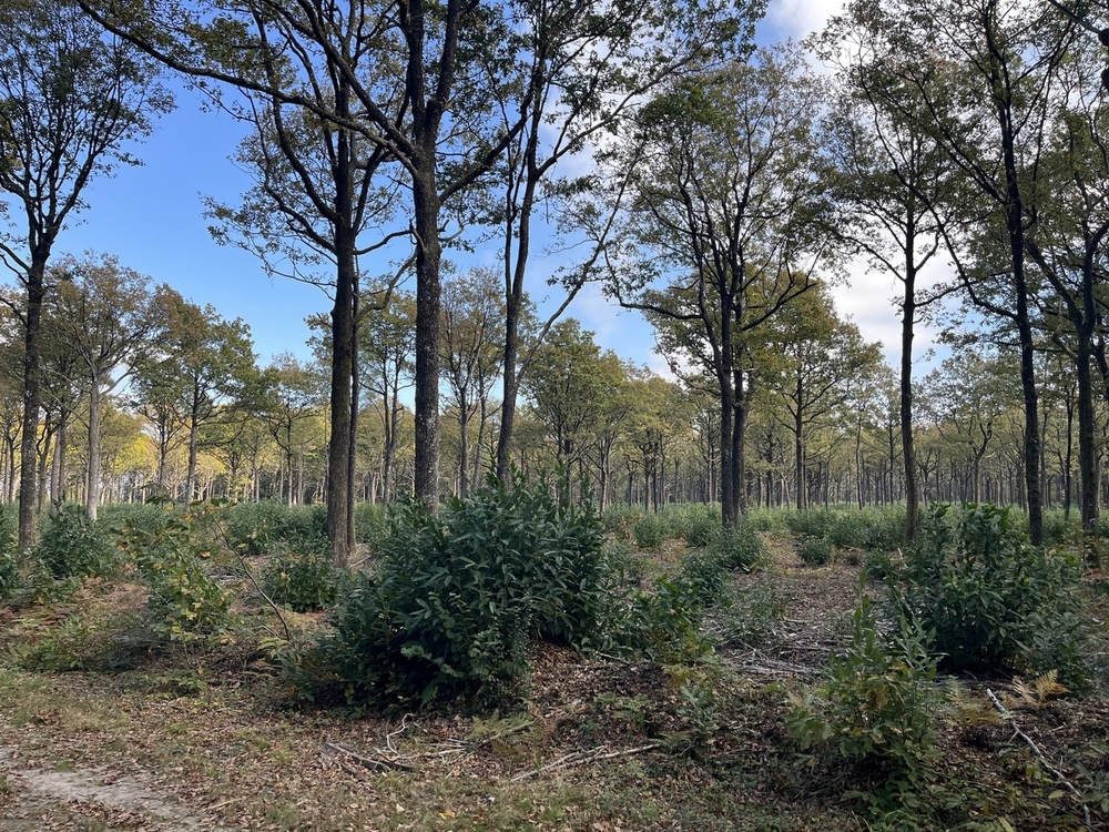 Forêt de la Saisine, 473 ha de forêt à vendre dans les Deux-Sèvres
© Julien Terrier - Forêt Patrimoine Forêt de la Saisine, 473 ha de forêt à vendre dans les Deux-Sèvres
© Julien Terrier - Forêt Patrimoine