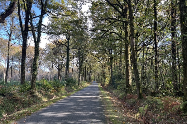 Forêt de la Saisine, 473 ha de forêt à vendre dans les Deux-Sèvres &copy; Julien Terrier - Forêt Patrimoine
