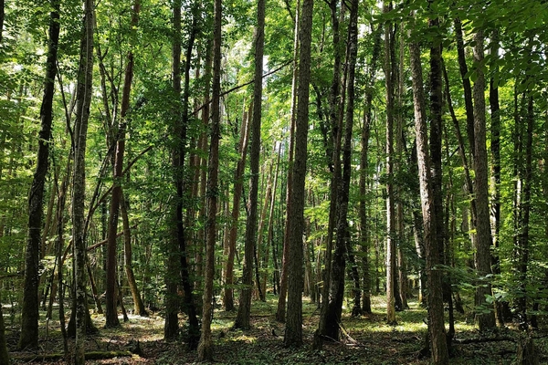 Forêt des Furtilles, 37 hectares de forêts à vendre en Côte d'Or&copy; Maxime Carrier-Legaré - Forêt Patrimoine