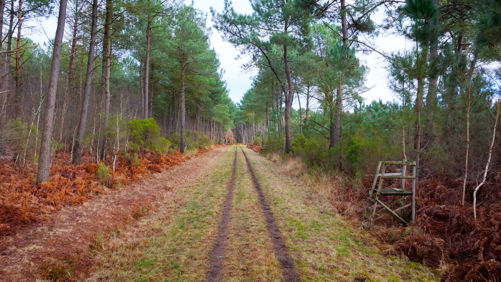 Domaine du Moulin, plus de 700 hectares de Forêts vendues en Indre et Loire
© Forêt Patrimoine Domaine du Moulin, plus de 700 hectares de Forêts vendues en Indre et Loire
© Forêt Patrimoine