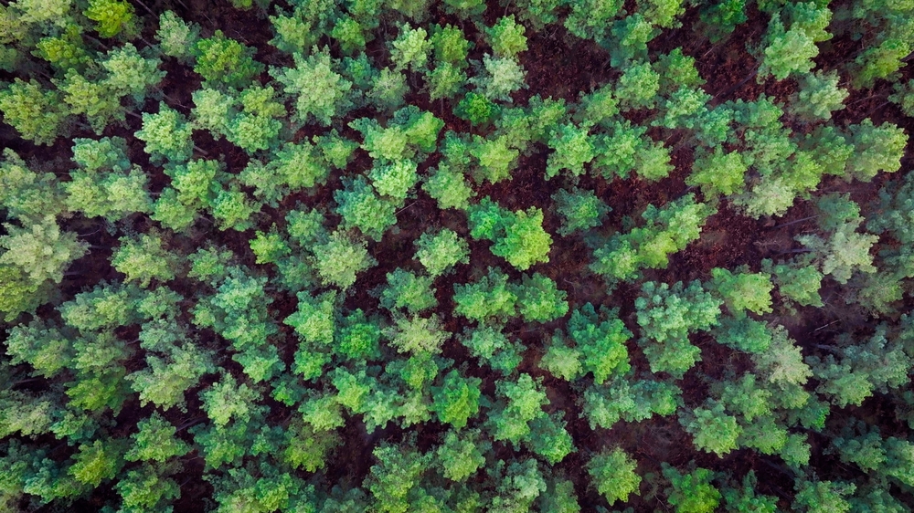 Domaine du Moulin, plus de 700 hectares de Forêts vendues en Indre et Loire
© Forêt Patrimoine Domaine du Moulin, plus de 700 hectares de Forêts vendues en Indre et Loire
© Forêt Patrimoine